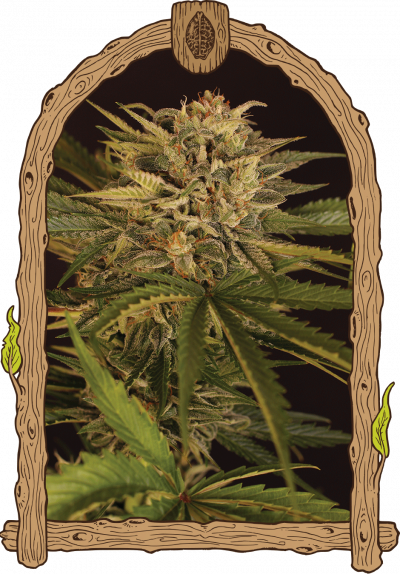 dr greenman CBD weed grow seeds hemp 