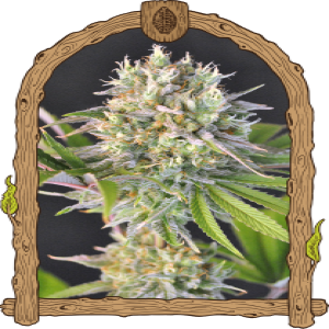 www.exoticseed.eu