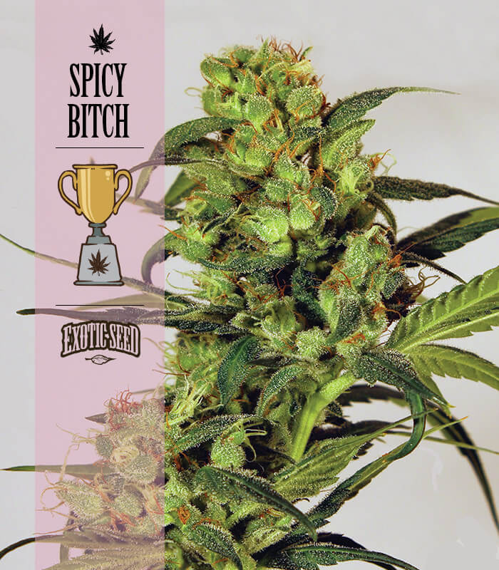 Exotic Seed winners | Exotic Seed